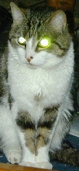 Felix the Cat